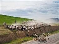 پاورپوینت-انواع نژادهای گوسفند-55 اسلاید-pptx